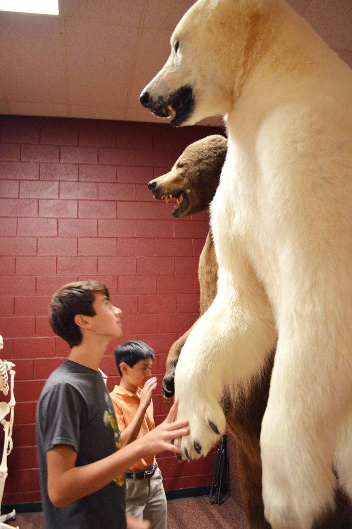 A Large Bear