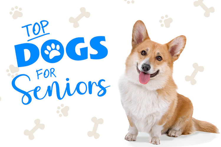 Best Dogs for Seniors in Apartments